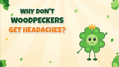 Why Don't Woodpeckers Get Headaches? A Built-In Helmet!