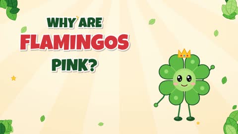 Why Are Flamingos Pink? It Starts With Their Dinner!