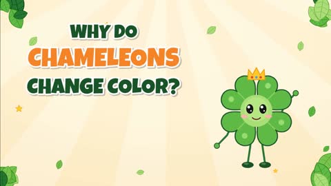 Why Do Chameleons Change Color? It's More Than Hiding!