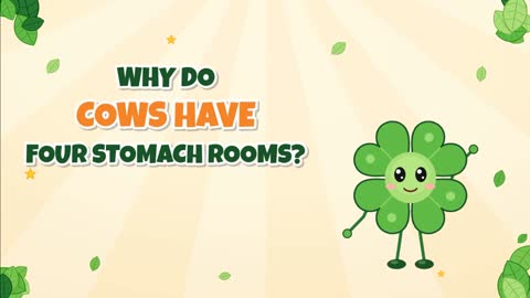 Why Do Cows Have Four Stomach Rooms? A Tiny Teamwork Tummy!