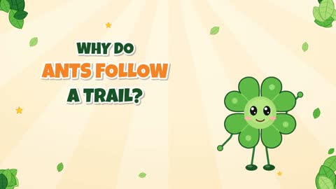 Why Do Ants Follow a Trail? A Secret Scent Path!