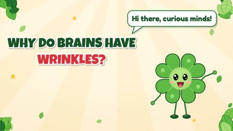 Why Do Brains Have Wrinkles?