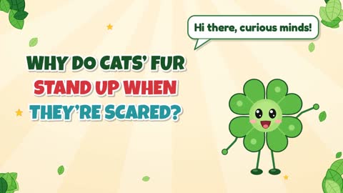 Why Do Cats’ Fur Stand Up When They’re Scared?