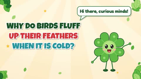 Why Do Birds Fluff Up Their Feathers When It Is Cold?