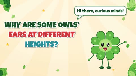 Why Are Some Owls’ Ears at Different Heights?