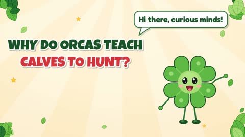 Why Do Orcas Teach Calves to Hunt?