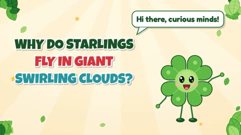 Why Do Starlings Fly in Giant Swirling Clouds?
