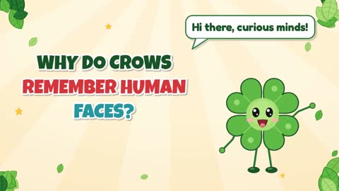 Why Do Crows Remember Human Faces?