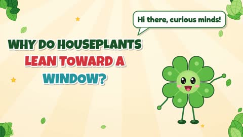 Why Do Houseplants Lean Toward a Window?