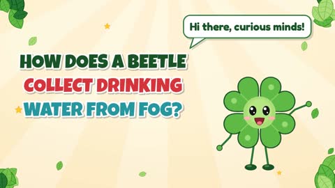 How Does a Beetle Collect Drinking Water From Fog?