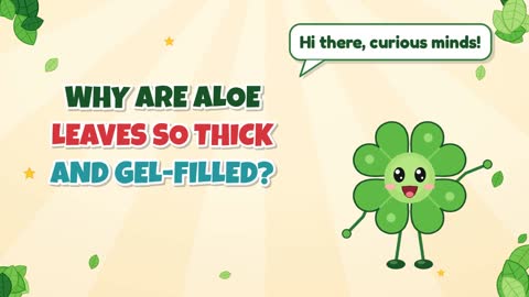 Why Are Aloe Leaves So Thick and Gel-Filled?