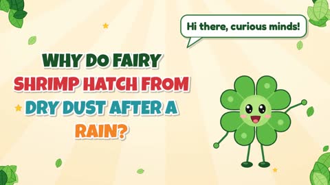 Why Do Fairy Shrimp Hatch From Dry Dust After a Rain?