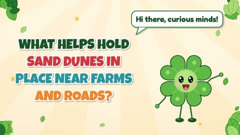 What Helps Hold Sand Dunes in Place Near Farms and Roads?