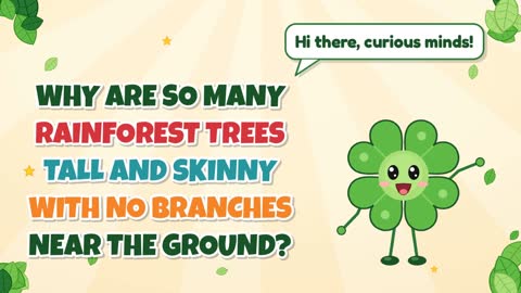 Why Are So Many Rainforest Trees Tall and Skinny with No Branches Near the Ground?