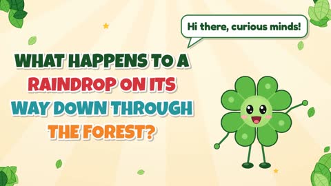 What Happens to a Raindrop on Its Way Down Through the Forest?