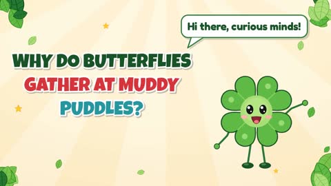 Why Do Butterflies Gather at Muddy Puddles?