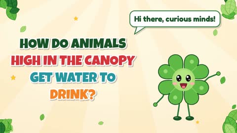 How Do Animals High in the Canopy Get Water to Drink?