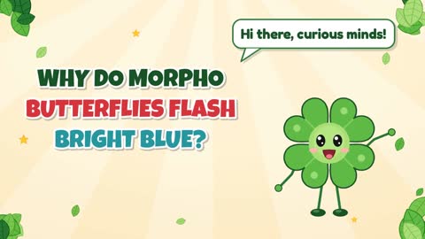 Why Do Morpho Butterflies Flash Bright Blue?