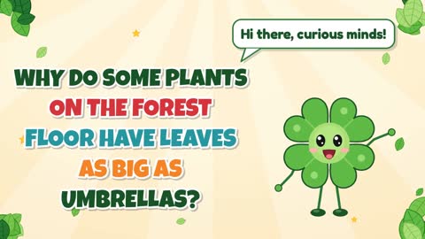 Why Do Some Plants on the Forest Floor Have Leaves as Big as Umbrellas?