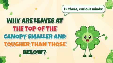 Why Are Leaves at the Top of the Canopy Smaller and Tougher than Those Below?