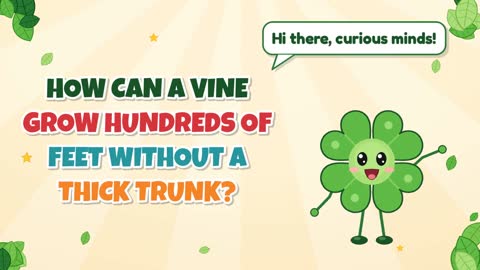 How Can a Vine Grow Hundreds of Feet Without a Thick Trunk?