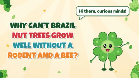 Why Can’t Brazil Nut Trees Grow Well Without a Rodent and a Bee?
