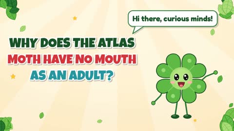 Why Does the Atlas Moth Have No Mouth as an Adult?