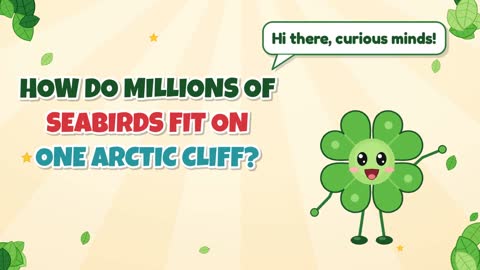 How Do Millions of Seabirds Fit on One Arctic Cliff?