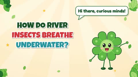 How Do River Insects Breathe Underwater?