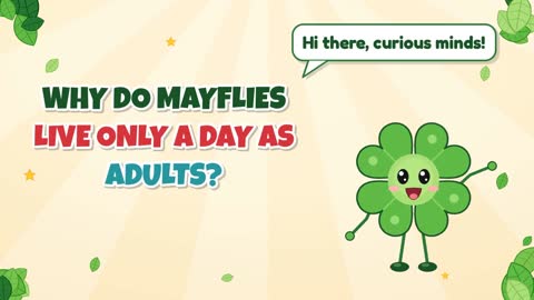 Why Do Mayflies Live Only a Day as Adults?