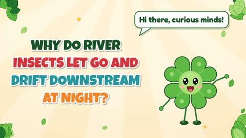 Why Do River Insects Let Go and Drift Downstream at Night?