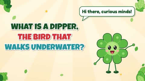 What Is a Dipper, the Bird That Walks Underwater?