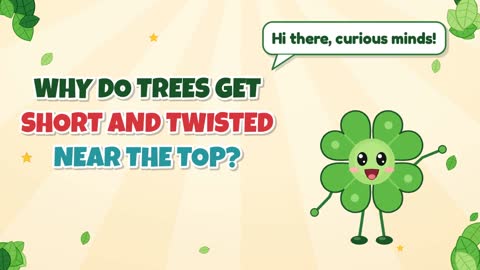Why Do Trees Get Short and Twisted Near the Top?