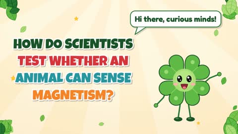 How Do Scientists Test Whether an Animal Can Sense Magnetism?