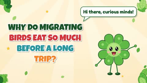 Why Do Migrating Birds Eat So Much Before a Long Trip?