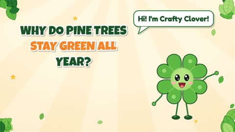 Why Do Pine Trees Stay Green All Year?