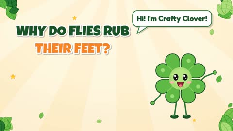 Why Do Flies Rub Their Feet?