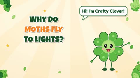 Why Do Moths Fly to Lights?