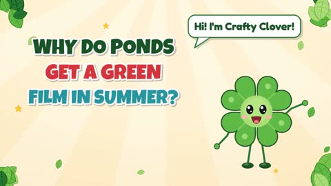 Why Do Ponds Get a Green Film in Summer?