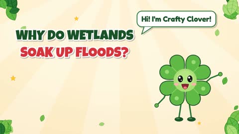 Why Do Wetlands Soak Up Floods?