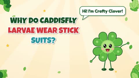 Why Do Caddisfly Larvae Wear Stick Suits?