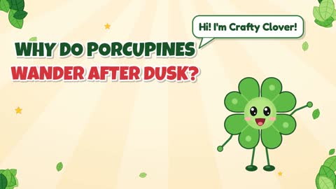 Why Do Porcupines Wander After Dusk?