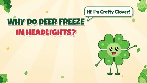 Why Do Deer Freeze in Headlights?