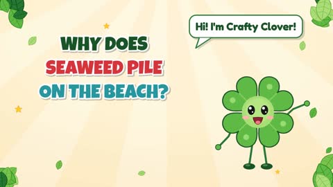 Why Does Seaweed Pile on the Beach?