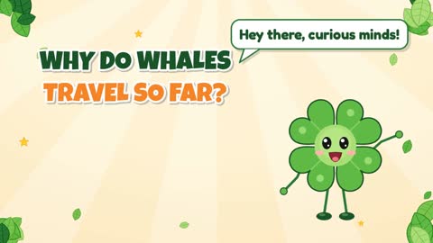 Why Do Whales Travel So Far?