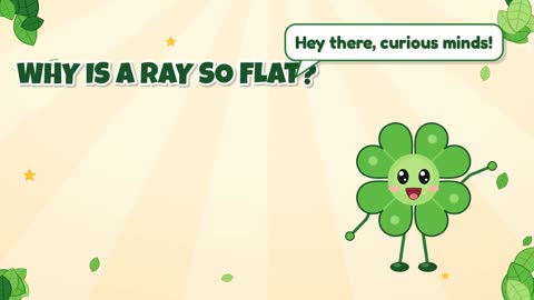 Why Is a Ray So Flat?