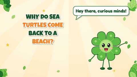 Why Do Sea Turtles Come Back to a Beach?