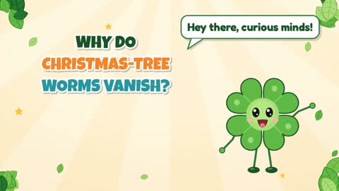 Why Do Christmas-Tree Worms Vanish?