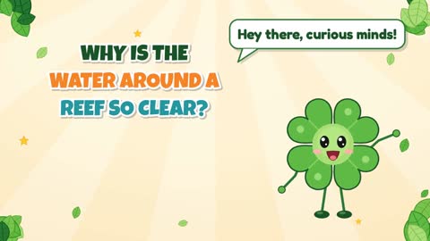 Why Is the Water Around a Reef So Clear?
