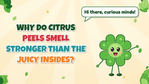 Why Do Citrus Peels Smell Stronger than the Juicy Insides?